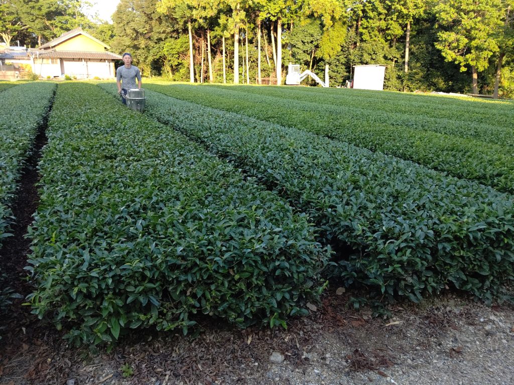 茶畑肥料散布