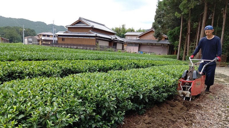 茶畑の深耕