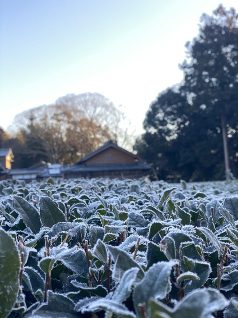 霜の茶畑